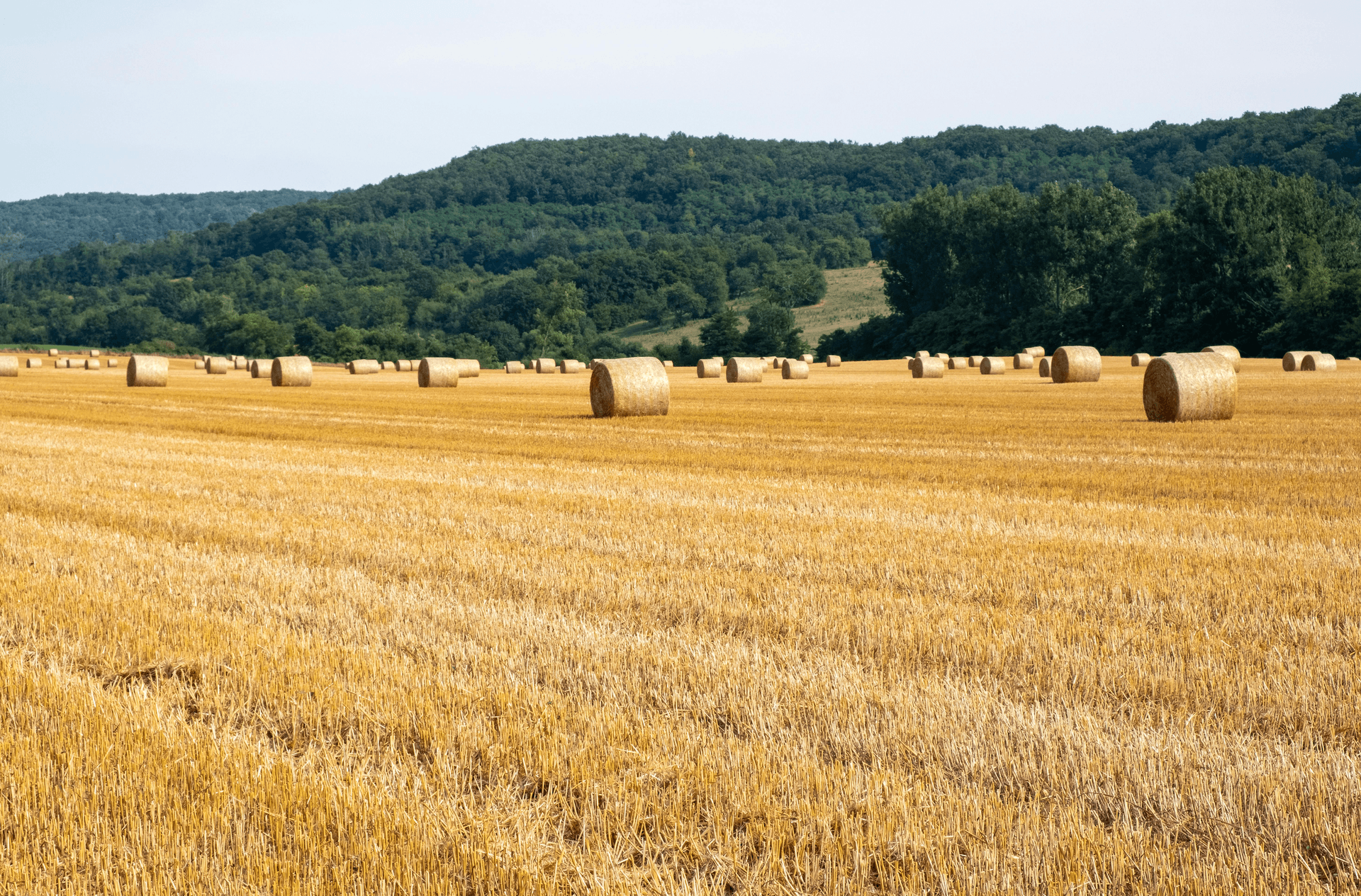 Digital Biofuel Supply Chain